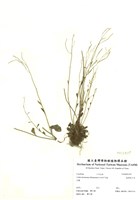 藏品(臺灣筷子芥)的圖片
